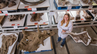 A paleontologist stands next to large fossils in NHMU&#039;s collections.