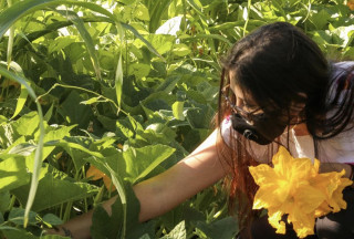 A woman kneels in a garden bed of squash. 