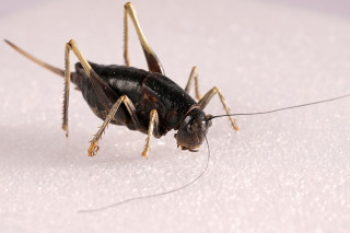 A close-up photo of a Mormon cricket
