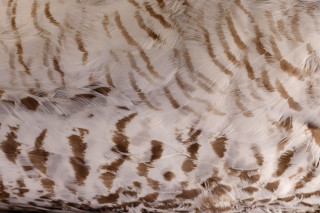 Close-up photo of the feathers of a snowy owl