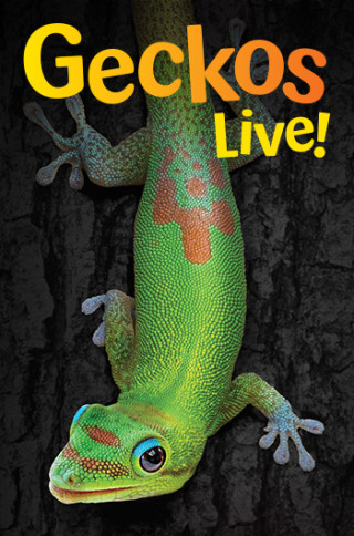 Geckos Live logo featuring a Gecko.