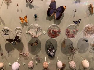 Butterflies on display at the museum.