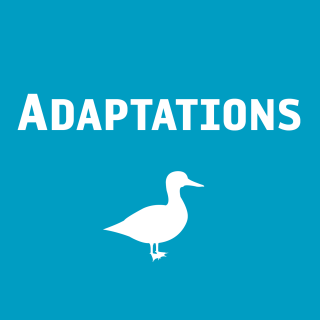 Adaptations Duck Icon