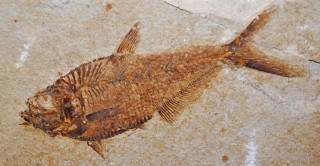 A fish fossil. 