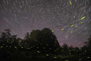 Fireflies and star trails. 