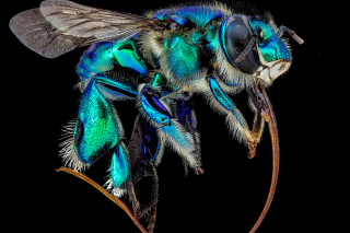 Close up photo of a colorful Euglossa imperialis (shiny orchid bee)