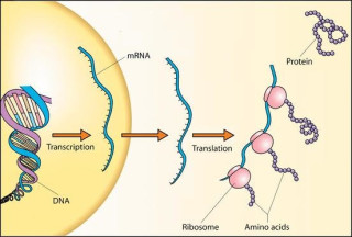 An illustration showing how ribosomes play a role in creating proteins. 