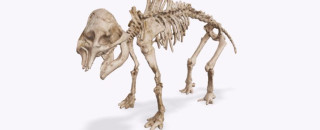 A screenshot of a 3D model of a baby mammoth skeleton