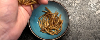 A hand pours mealworms into a bowl