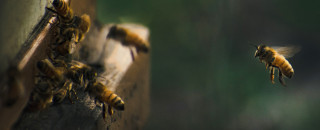 A bee flies toward its hive.