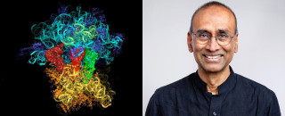 A diptych showing a ribosome on the left and Venki Ramakrishnan on the right