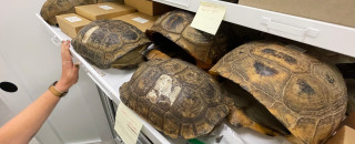 A drawer of tortoise shells at NHMU. 
