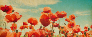 Illustration of poppies with the sky behind them 