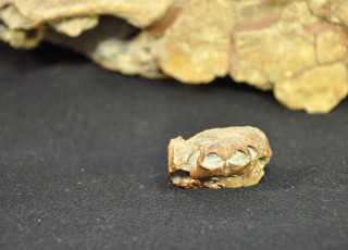Fossil of a pig snout turtle