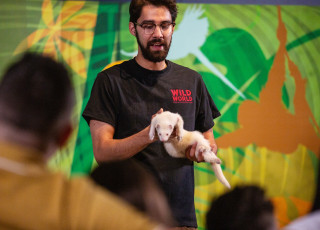 A staff member presents a ferret during a presentation in Wild World at NHMU.