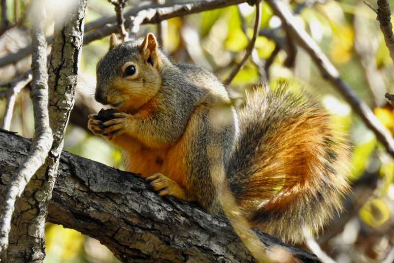 [image] Citizen Scientists Help Track Utah's Fox Squirrels