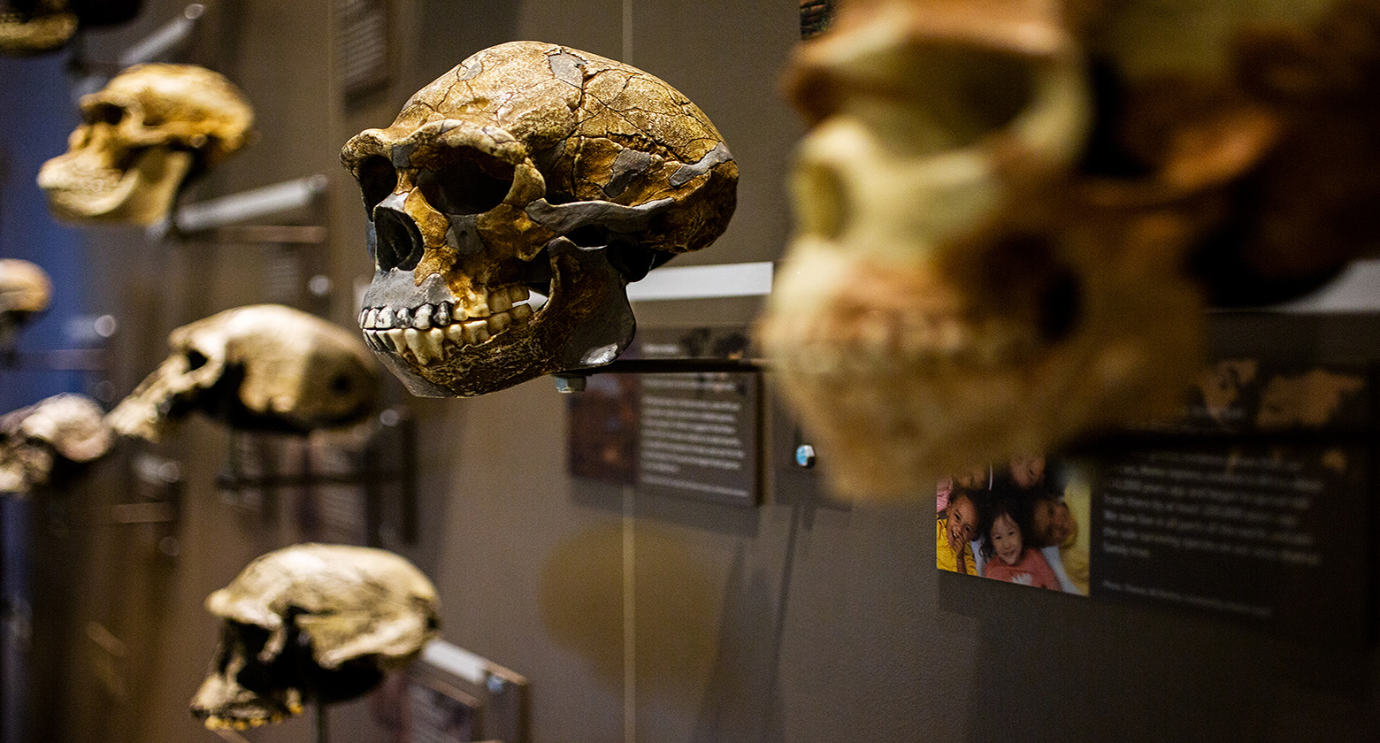 [image] Learn About Human Evolution at NHMU
