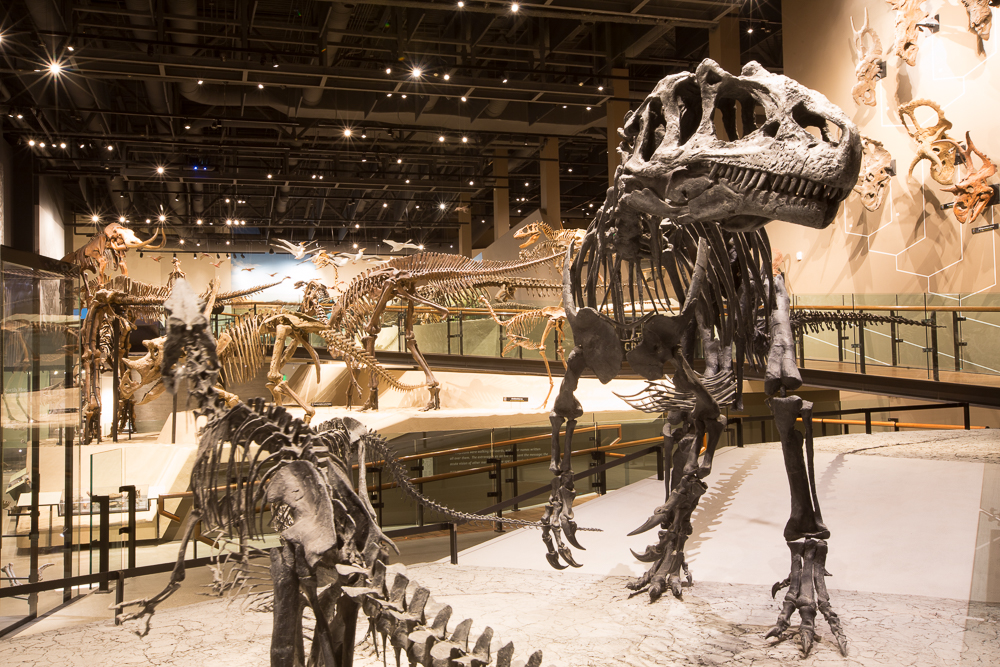 Natural History Museum Of Utah Discount Code