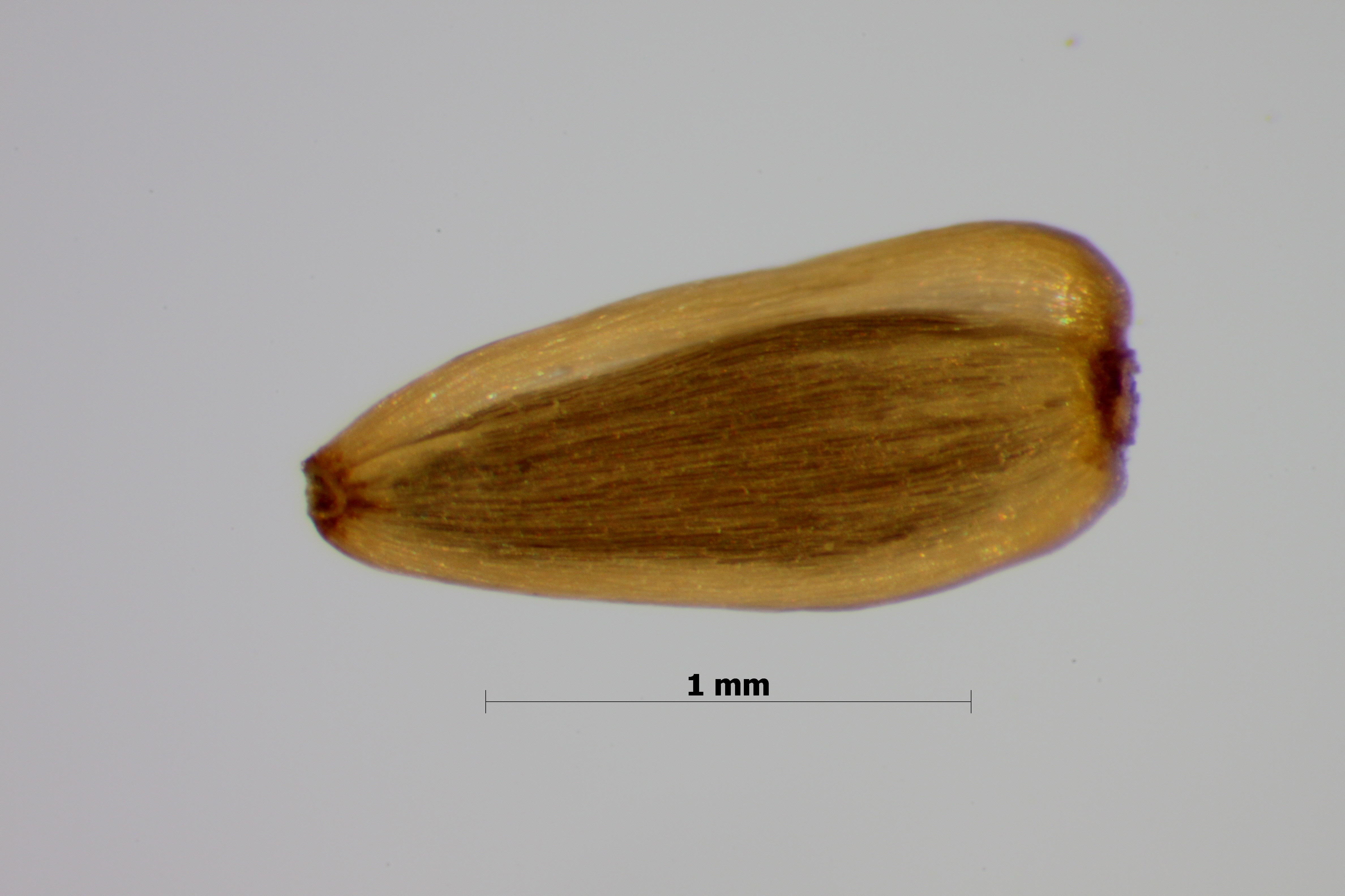 A. millefolium_e seed