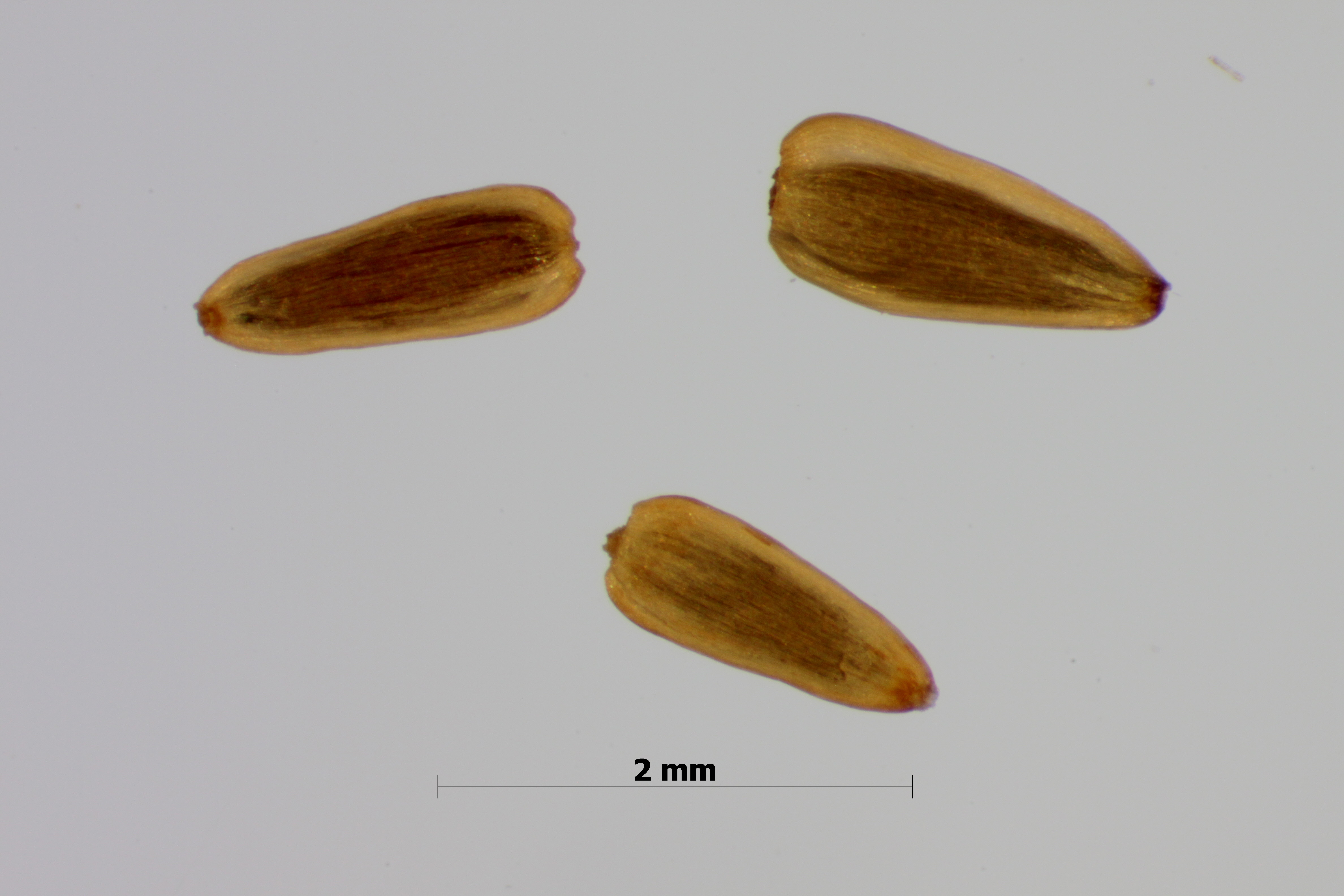A. millefolium_d seeds