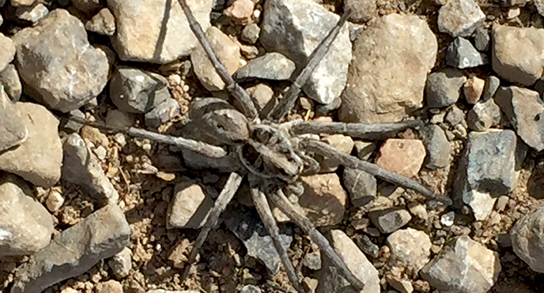 [image] From a Utah Hike: A Carolina Wolf Spider Story