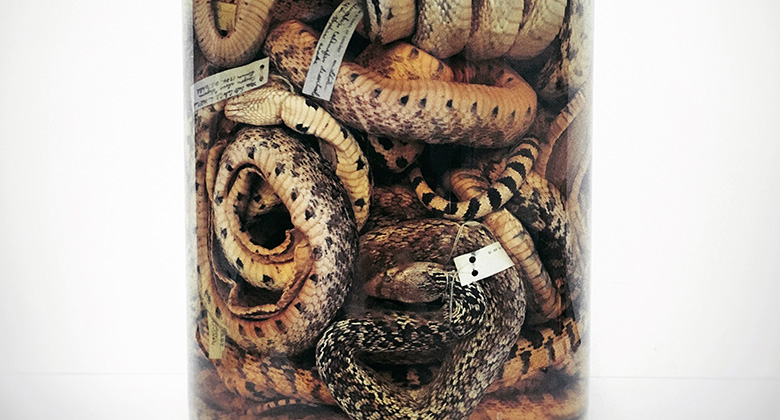 [image] Jar of Snakes