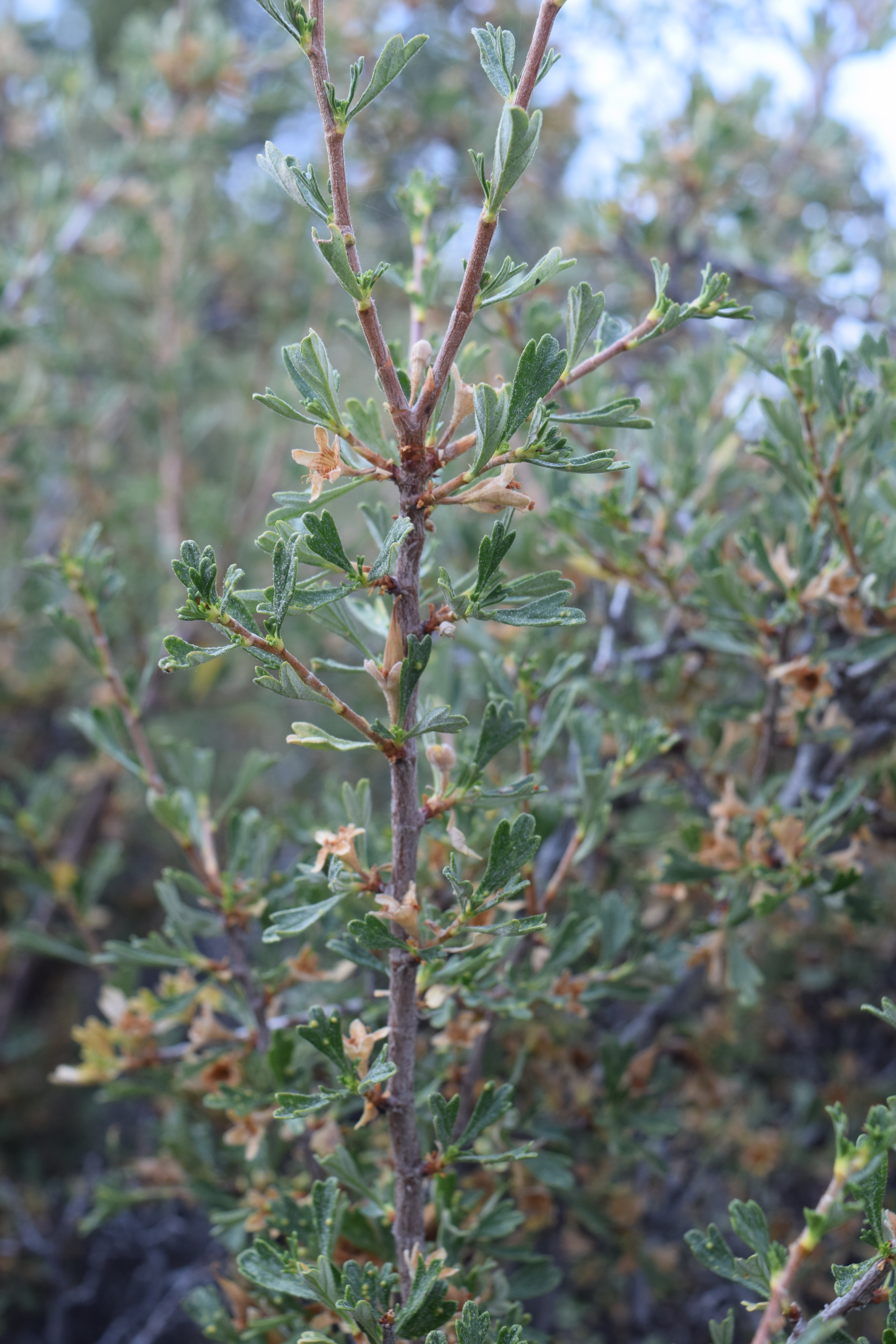 Antelope Bitterbrush  Natural History Museum of Utah