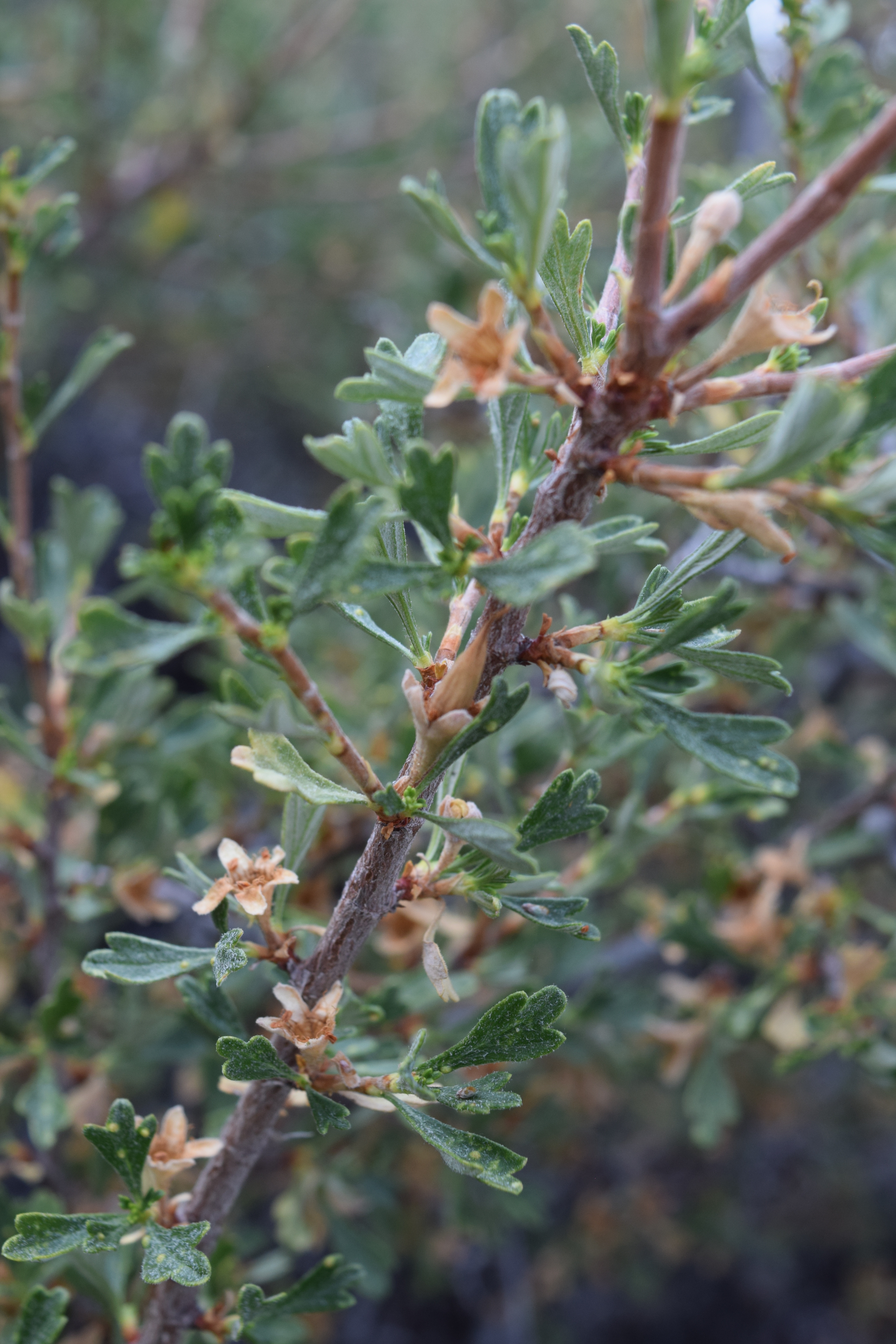 Antelope Bitterbrush  Natural History Museum of Utah