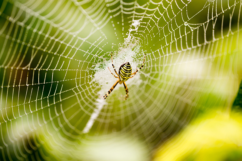 Web wonders: spiders spin for their lives as floodwaters rise