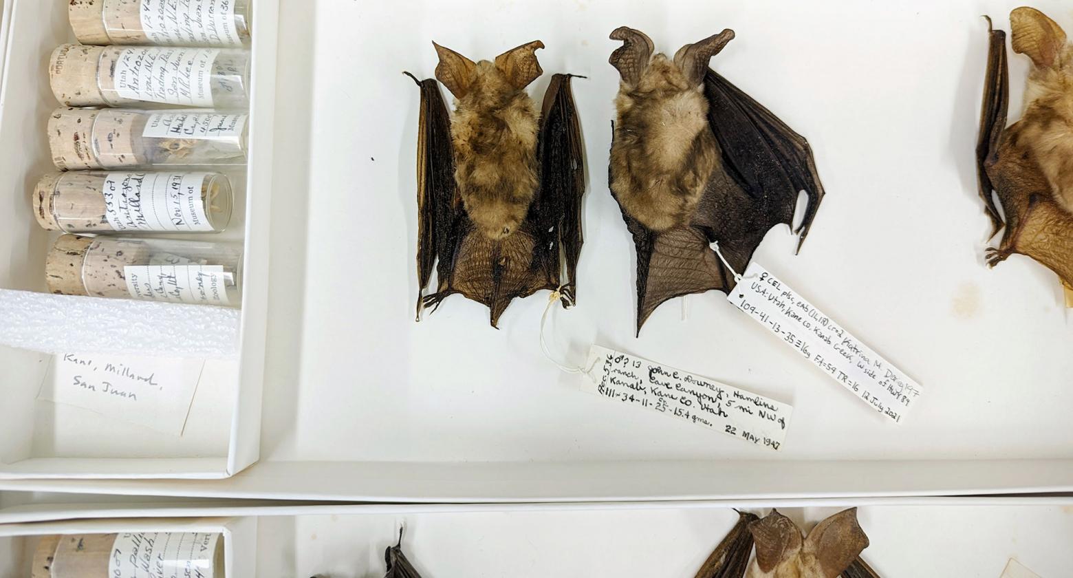 [image] Studying the Past, Present, and Future of Bats