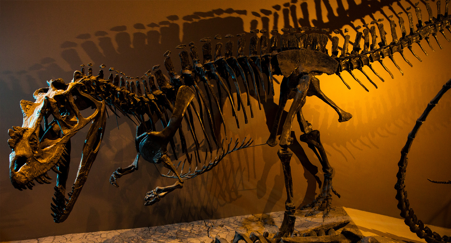[image] Ceratosaurus - An Ornate Jurassic Chomper