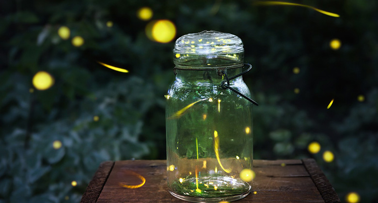 [image] Hunting for Utah Fireflies