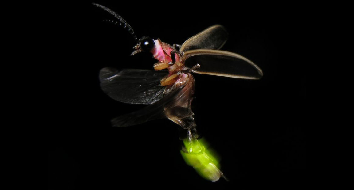 [image] Fierce Facts about Fireflies