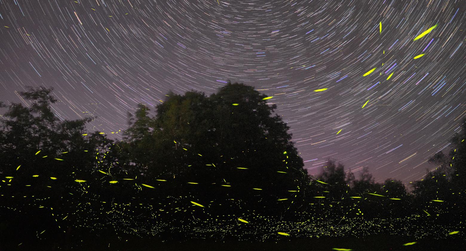 [image] Fireflies in New Mexico? Yes, if You Know Where to Look