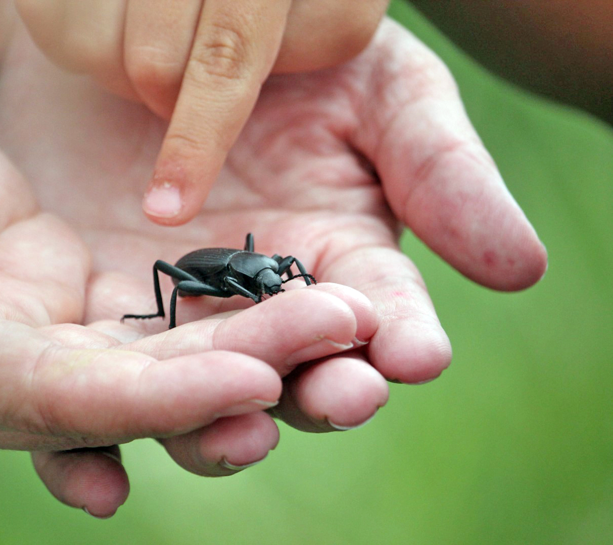 Kids holding a black pinacate beetle