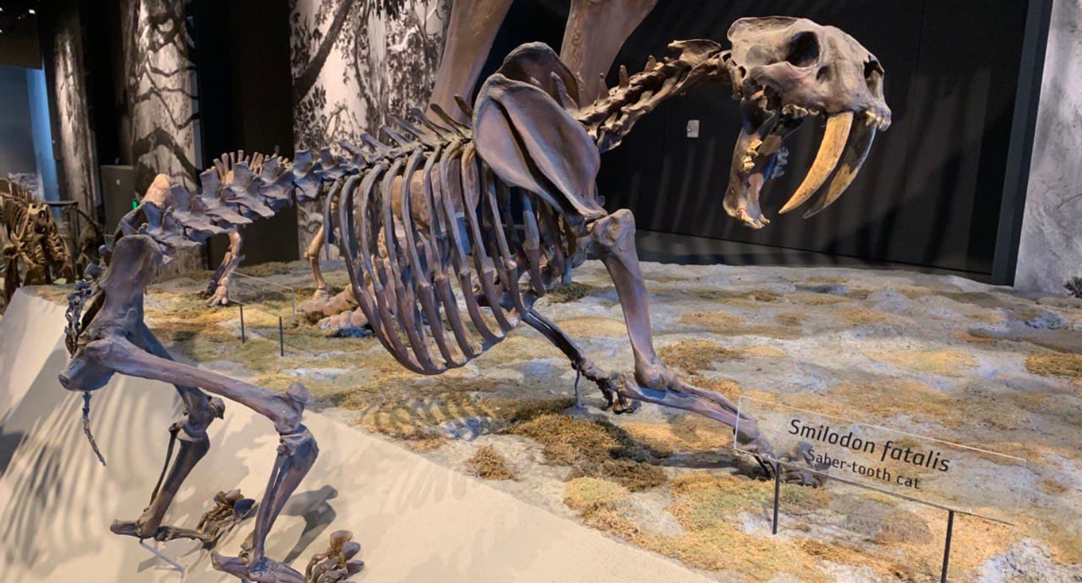 [image] Did a Disease Wipe Out America's Ice Age Beasts?