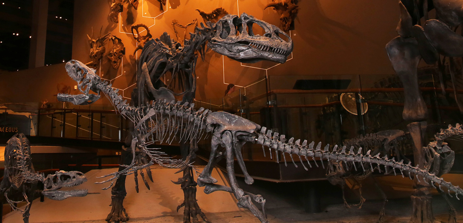 Mounted dinosaur fossils at the Natural History Museum of Utah