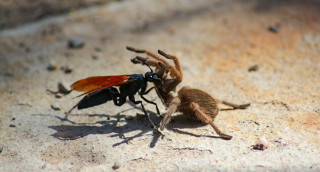 Tarantula Hawk Wasp and Tarantula