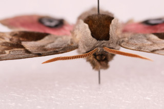 A close-up photo of a one-eyed sphinx moth, Smerinthus cerisyi