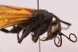 A close-up photo of a tarantula hawk wasp