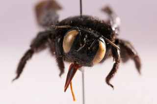 A close-up photo of a bumblebee