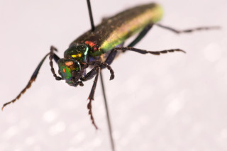 A close-up photo of an iridescent blister beetle
