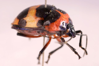 A close-up photo of a shield bug