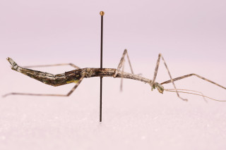 A photo of a walking stick insect