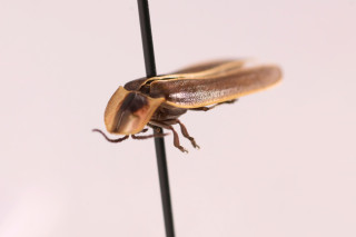 A close-up photo of a firefly