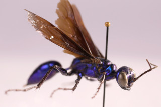 A close-up photo of a blue sphecid wasp