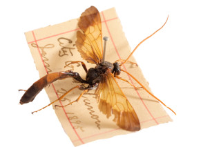A close-up photo of a wasp and its collection label 