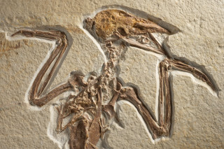 A fossil skeleton of a bird. 