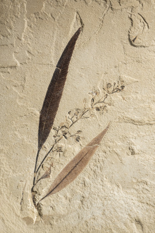 A fossil plant
