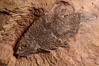 A fossilized fish
